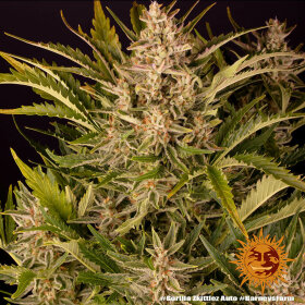 Barneys Farm Gorilla Zkittlez AUTO - 3 autoflowering Samen