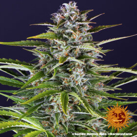 Barneys Farm Gorilla Zkittlez AUTO - 3 autoflowering Samen