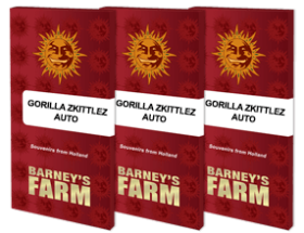 Barneys Farm Gorilla Zkittlez AUTO - 3 automatisierte Samen