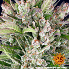 Barneys Farm Gorilla Zkittlez AUTO - 3 automatisierte Samen