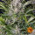 Barneys Farm Gorilla Zkittlez AUTO - 3 autoflowering Samen