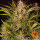 Barneys Farm Gorilla Zkittlez AUTO - 3 autoflowering Samen