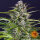 Barneys Farm Gorilla Zkittlez AUTO - 3 autoflowering Samen