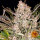 Barneys Farm Gorilla Zkittlez AUTO - 3 autoflowering Samen