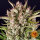 Barneys Farm Gorilla Zkittlez AUTO - 3 autoflowering Samen