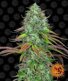 Barneys Farm LSD AUTO - 3 automated seeds