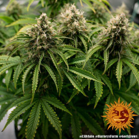 Barneys Farm LSD AUTO - 3 autoflowering Samen