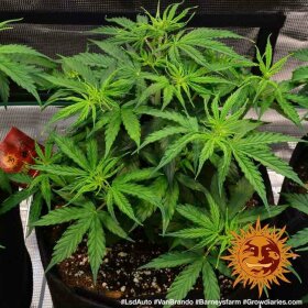 Barneys Farm LSD AUTO - 3 autoflowering Samen