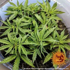 Barneys Farm LSD AUTO - 3 autoflowering Samen