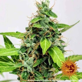 Barneys Farm LSD AUTO - 3 autoflowering Samen