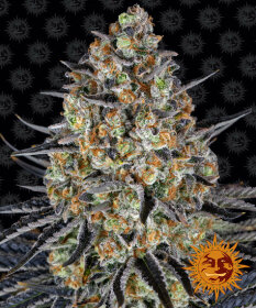 Barneys Farm LSD - 3 feminized seeds