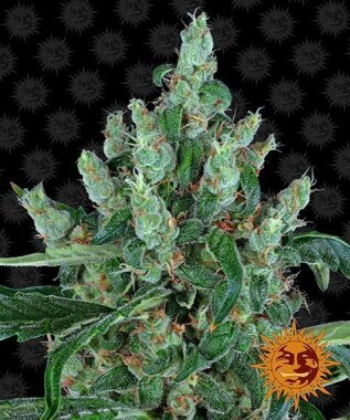 Barneys Farm Laughing Buddha - 3 feminized seeds