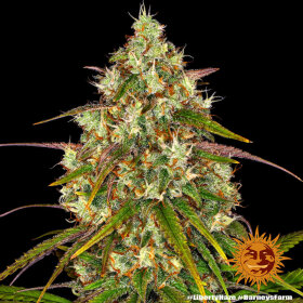 Barneys Farm Liberty Haze - 3 feminized seeds