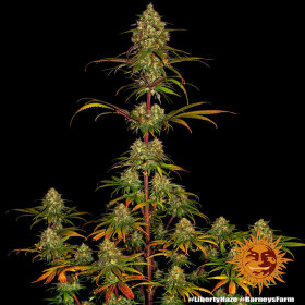 Barneys Farm Liberty Haze - 3 feminisierte Samen