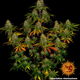 Barneys Farm Liberty Haze - 3 feminisierte Samen