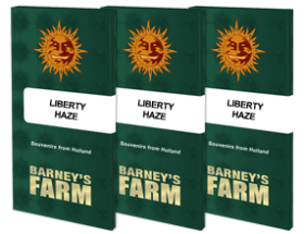 Barneys Farm Liberty Haze - 3 feminisierte Samen