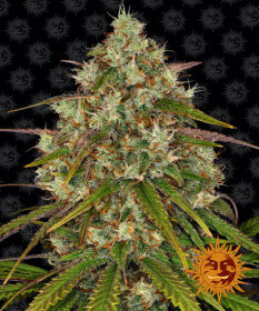 Barneys Farm Liberty Haze - 3 feminisierte Samen