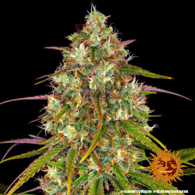 Barneys Farm Liberty Haze - 3 feminisierte Samen