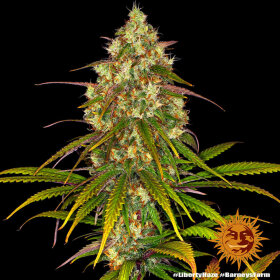 Barneys Farm Liberty Haze - 3 feminisierte Samen