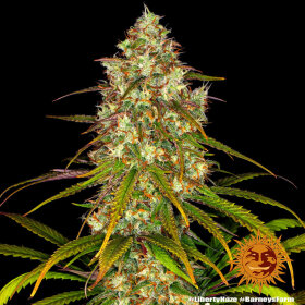 Barneys Farm Liberty Haze - 3 feminisierte Samen