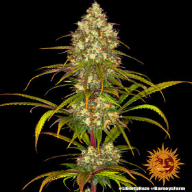 Barneys Farm Liberty Haze - 3 feminisierte Samen