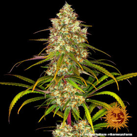 Barneys Farm Liberty Haze - 3 feminisierte Samen