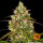 Barneys Farm Liberty Haze - 3 feminisierte Samen