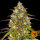 Barneys Farm Liberty Haze - 3 feminisierte Samen