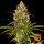 Barneys Farm Liberty Haze - 3 feminisierte Samen