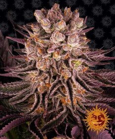 Barneys Farm Mimosa x Orange Punch - 3 feminized seeds