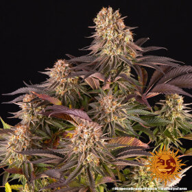 Barneys Farm Mimosa x Orange Punch - 3 feminisierte Samen