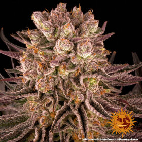 Barneys Farm Mimosa x Orange Punch - 3 feminisierte Samen