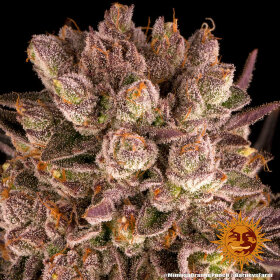 Barneys Farm Mimosa x Orange Punch - 3 feminisierte Samen