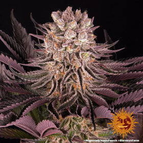 Barneys Farm Mimosa x Orange Punch - 3 feminisierte Samen