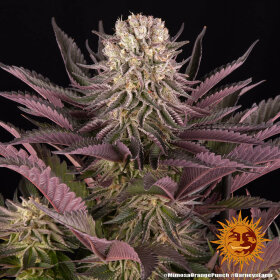 Barneys Farm Mimosa x Orange Punch - 3 feminisierte Samen