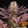 Barneys Farm Mimosa x Orange Punch - 3 feminisierte Samen