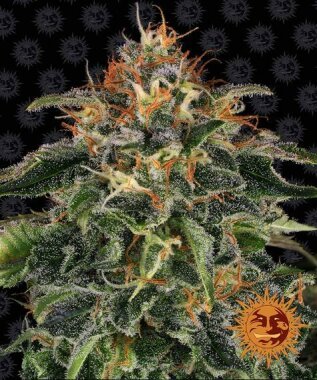 Barneys Farm Moby Dick - 3 femninized seeds