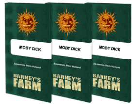 Barneys Farm Moby Dick - 3 femninisierte Samen