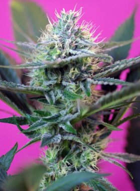 Sweet Seeds +Speed AUTO - 3 automatisierte Samen