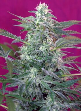 Sweet Seeds Big Foot - 3 feminisierte Samen