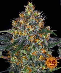 Barneys Farm Moby Dick AUTO - 3 autoflowering Samen