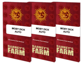 Barneys Farm Moby Dick AUTO - 3 autoflowering Samen