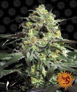 Barneys Farm Peyote Cookies - 3 feminisierte Samen