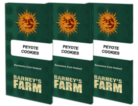 Barneys Farm Peyote Cookies - 3 feminisierte Samen