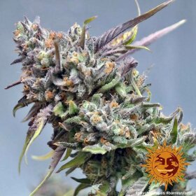 Barneys Farm Peyote Cookies - 3 feminisierte Samen