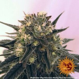 Barneys Farm Peyote Cookies - 3 feminisierte Samen