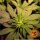 Barneys Farm Peyote Cookies - 3 feminisierte Samen