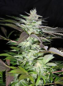 Sweet Seeds Black Jack - 3 feminisierte Samen