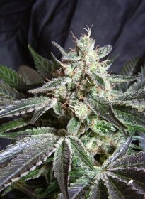 Sweet Seeds Black Jack - 3 feminisierte Samen