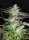 Sweet Seeds Black Jack - 3 feminisierte Samen